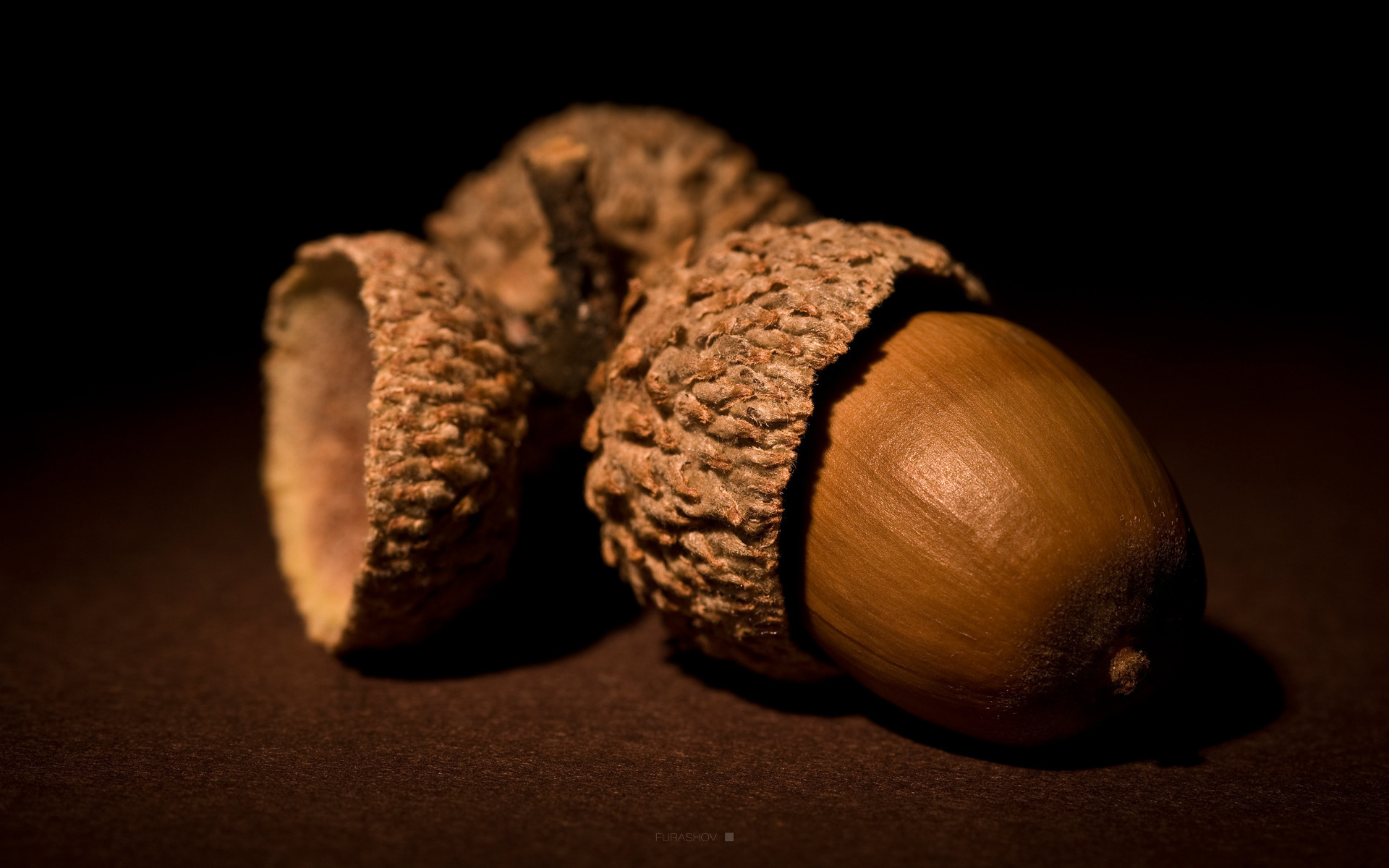 Wallpaper Acorn Oak Nut Desktop Nature Goodwp