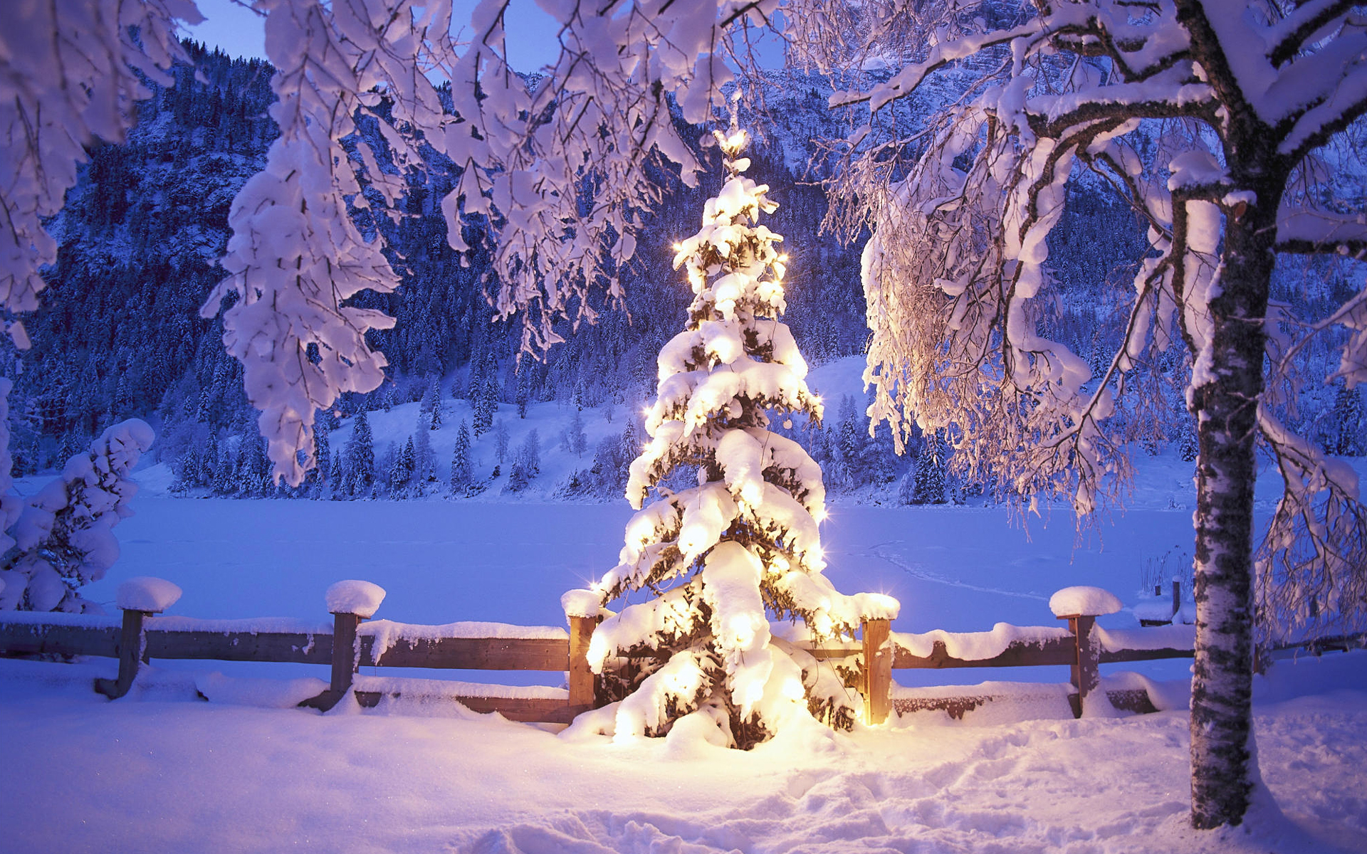 Winter Snow Wallpaper Trees Lights Christmas