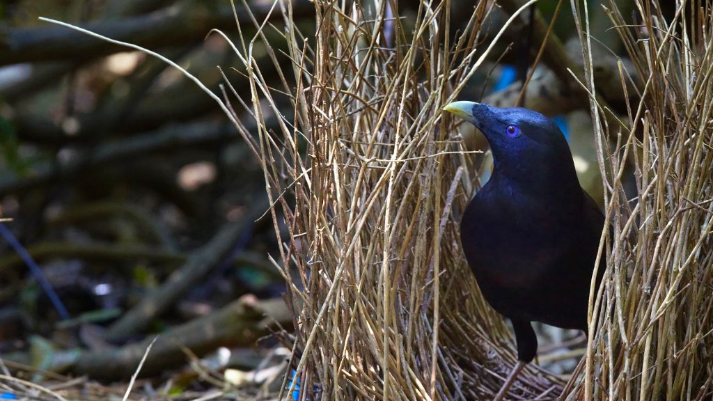 Satin Bowerbird Bing Wallpaper