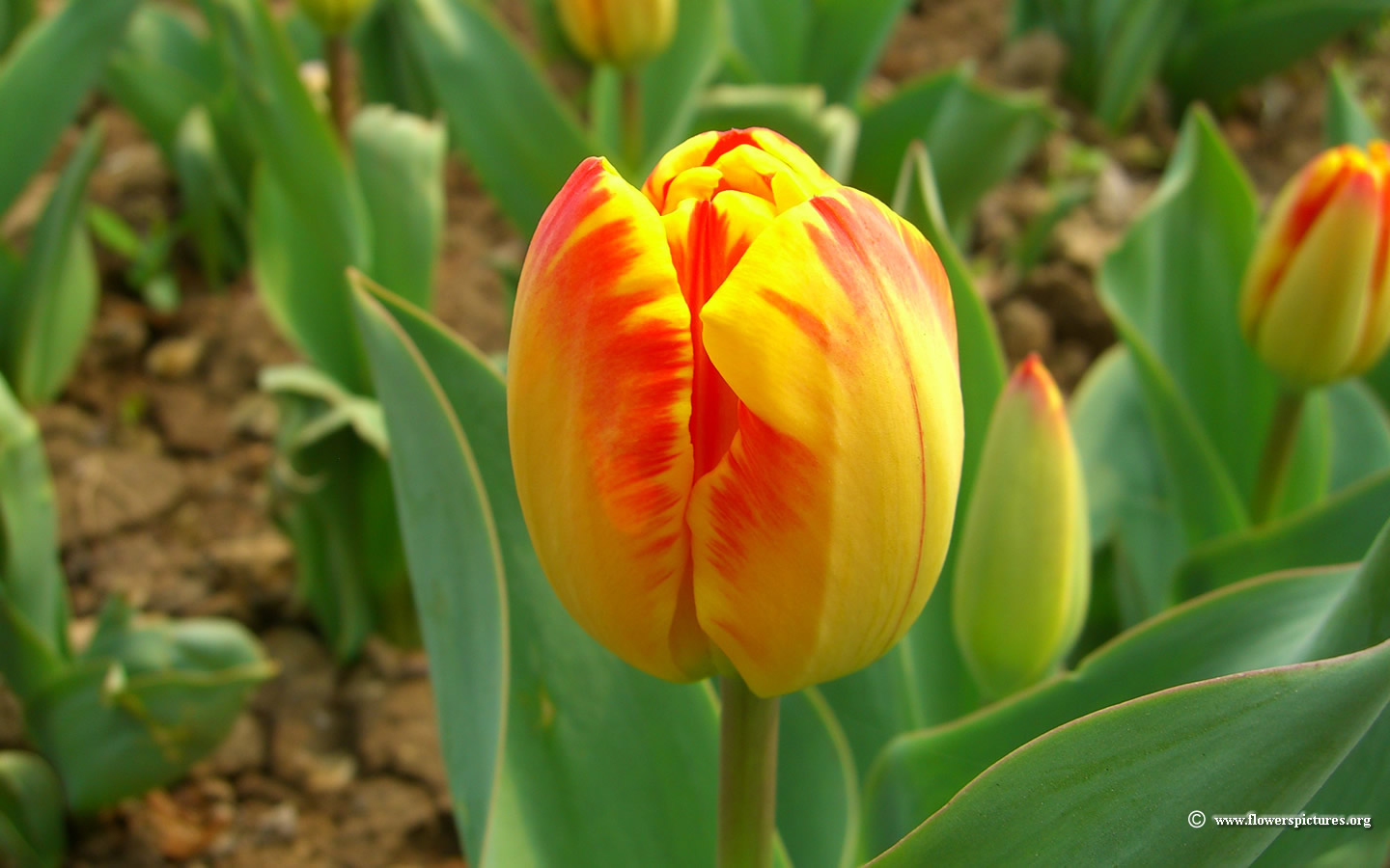 Tulip X