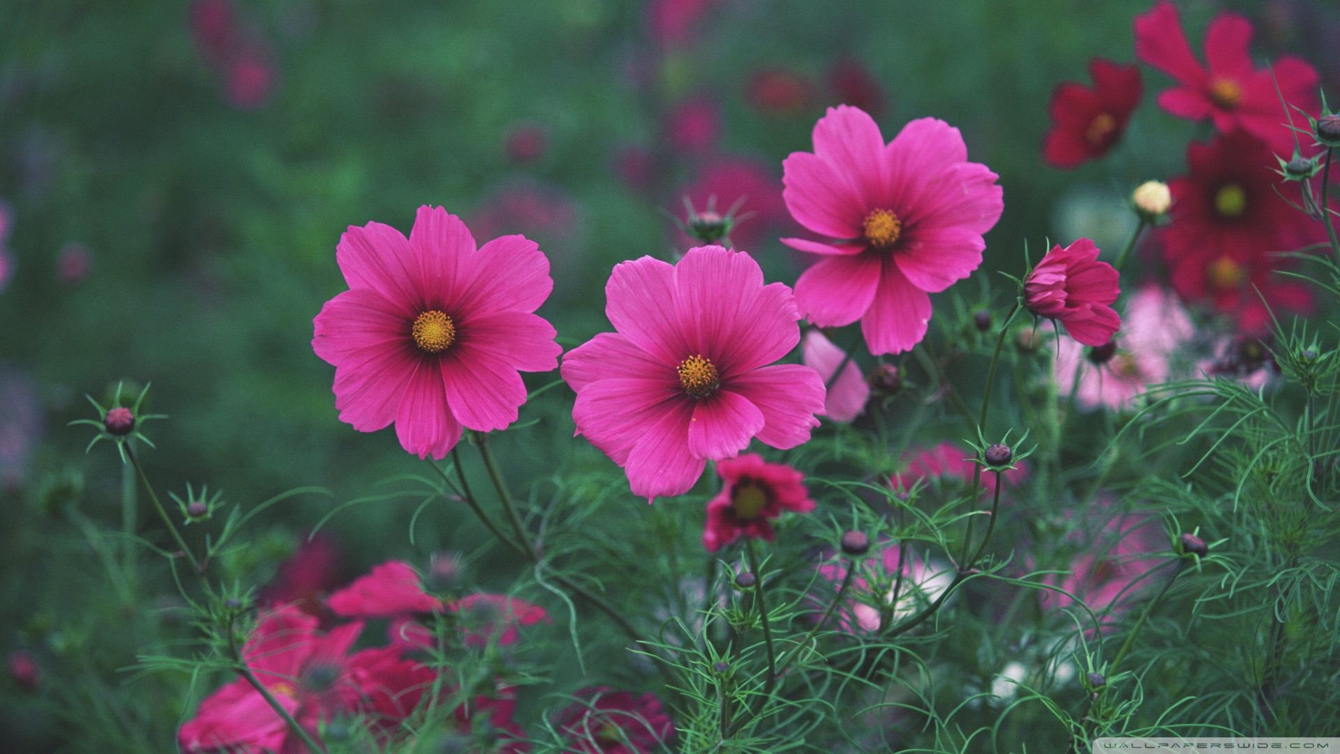 Small Pink Flowers Wallpaper