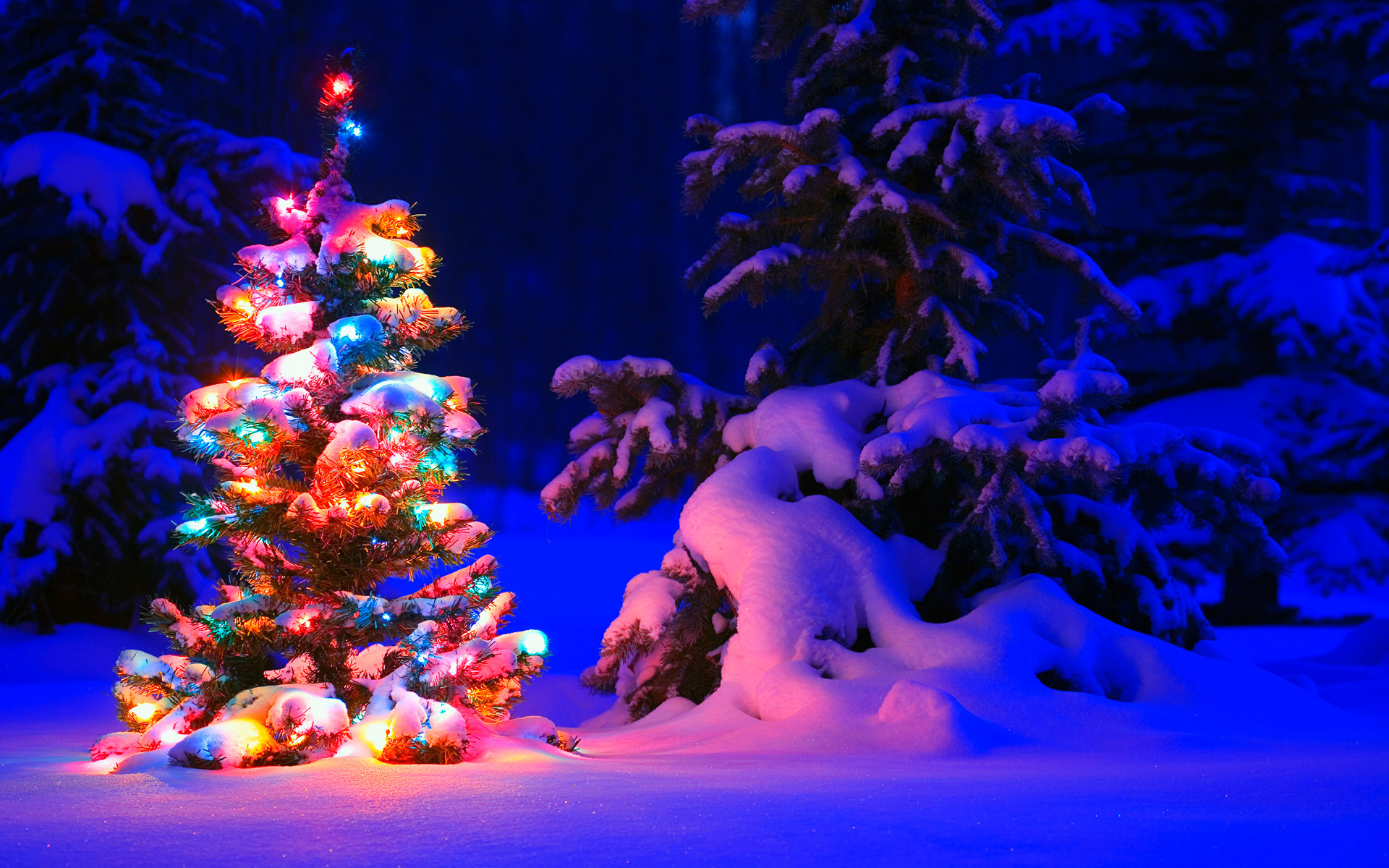 A small Christmas tree covered in snow and decorated with colorful lights, stands in a snowy landscape with larger snow-covered trees in the background at night
