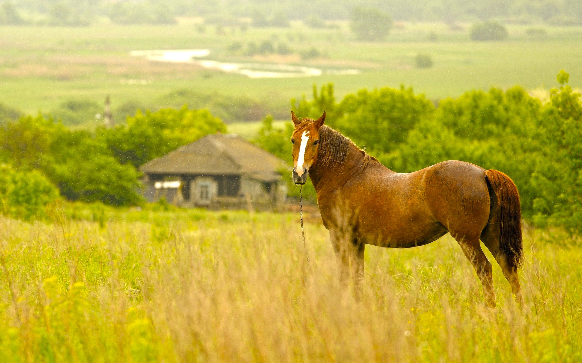 Horse Animal Facts With Image Wallpaper For Desktop HD