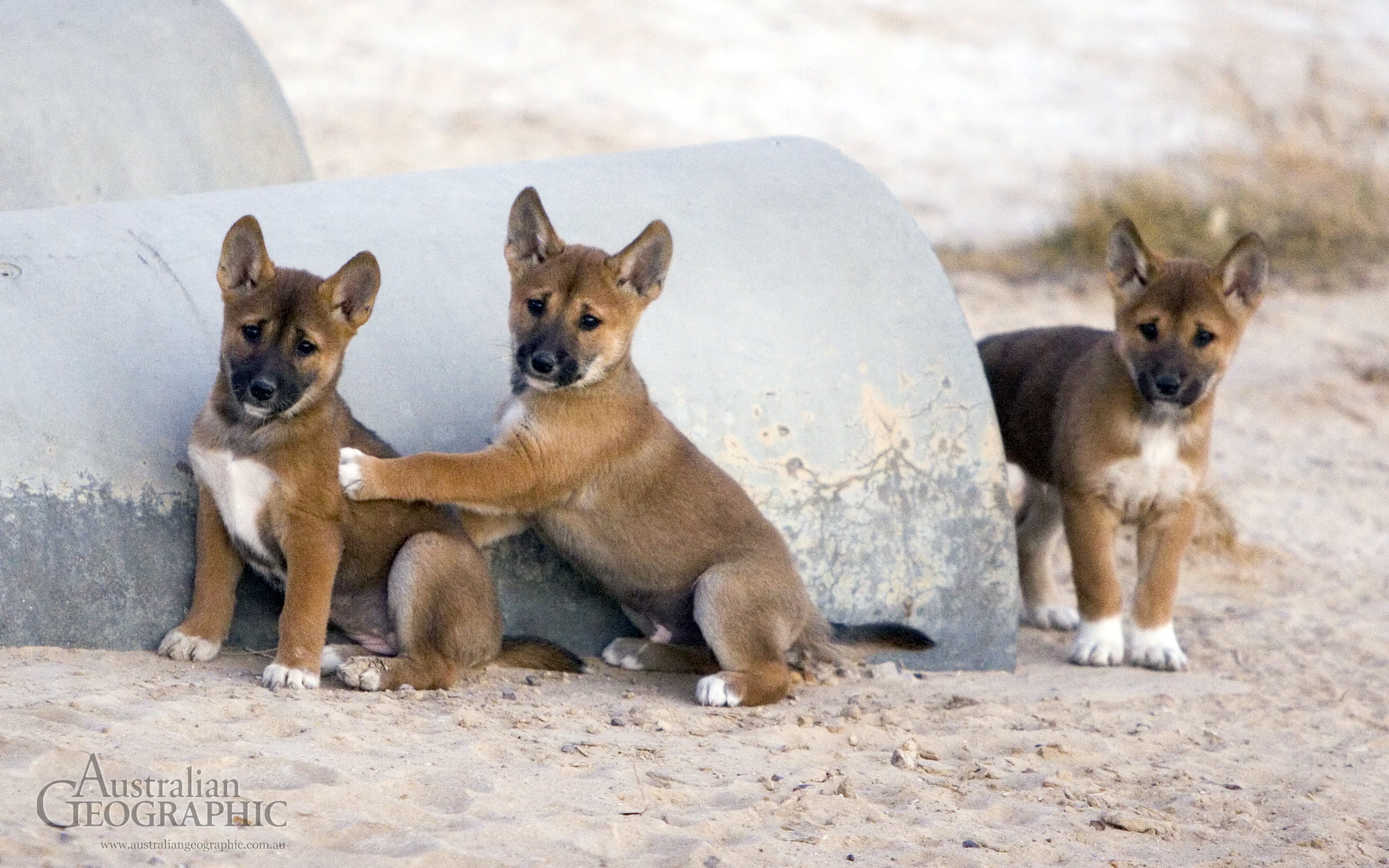 Dingo Pups At Moomba Strzelecki Track Sa Australian