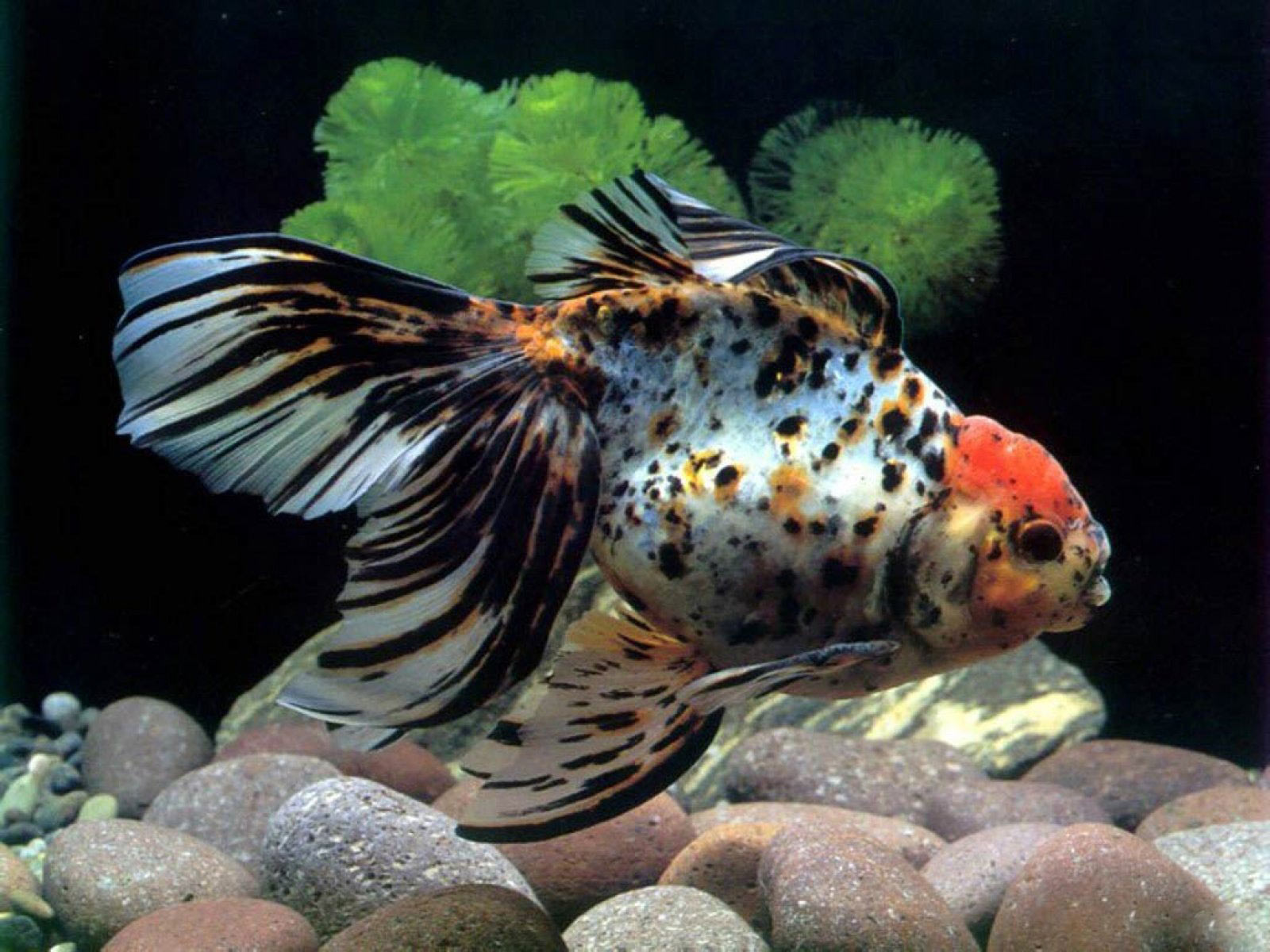 Amphilophus Popular Aquarium Fish Desktop Wallpaper Jpg