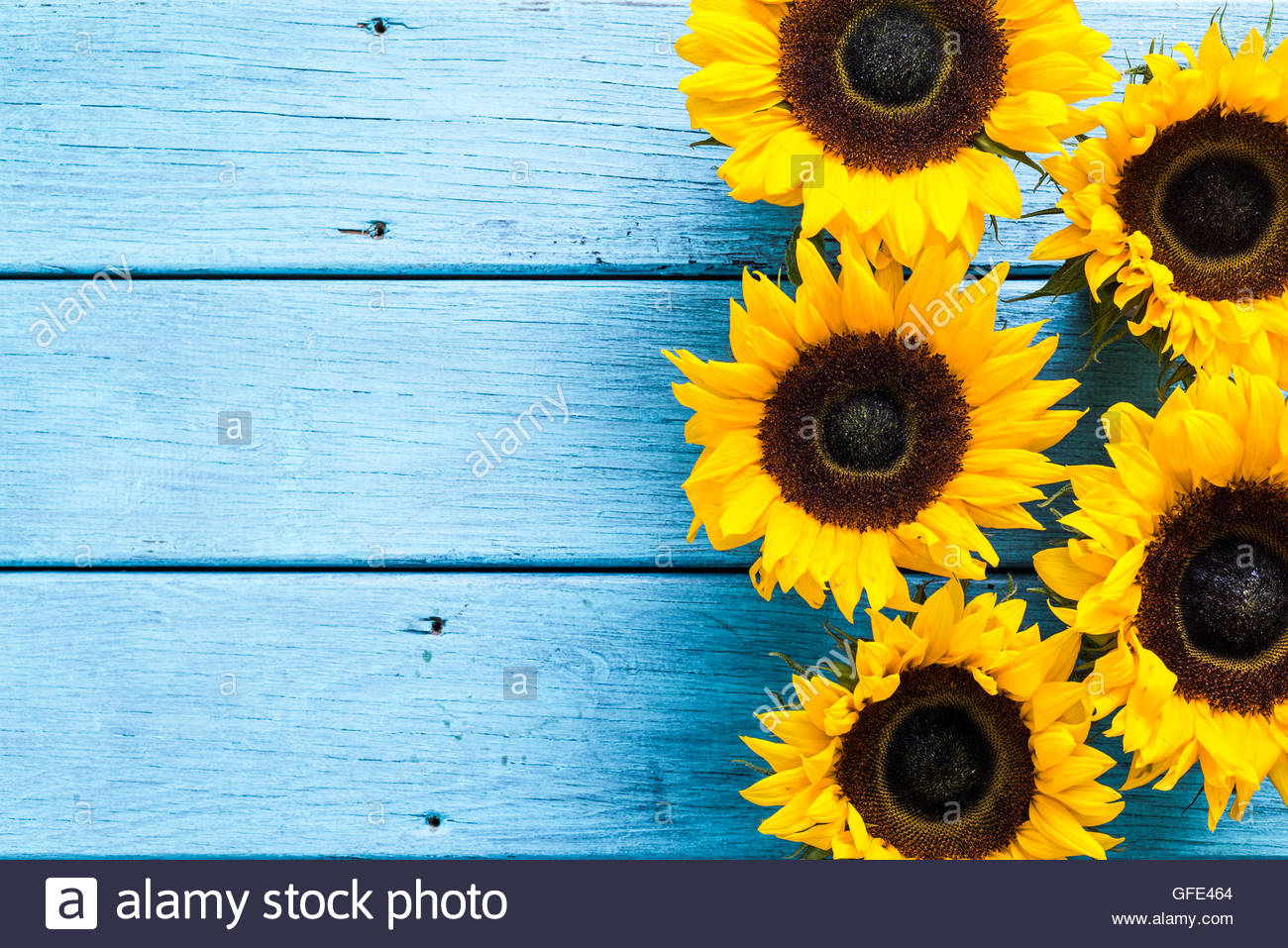 Sunflowers Heads On Wooden Background Copy Space Stock Photo