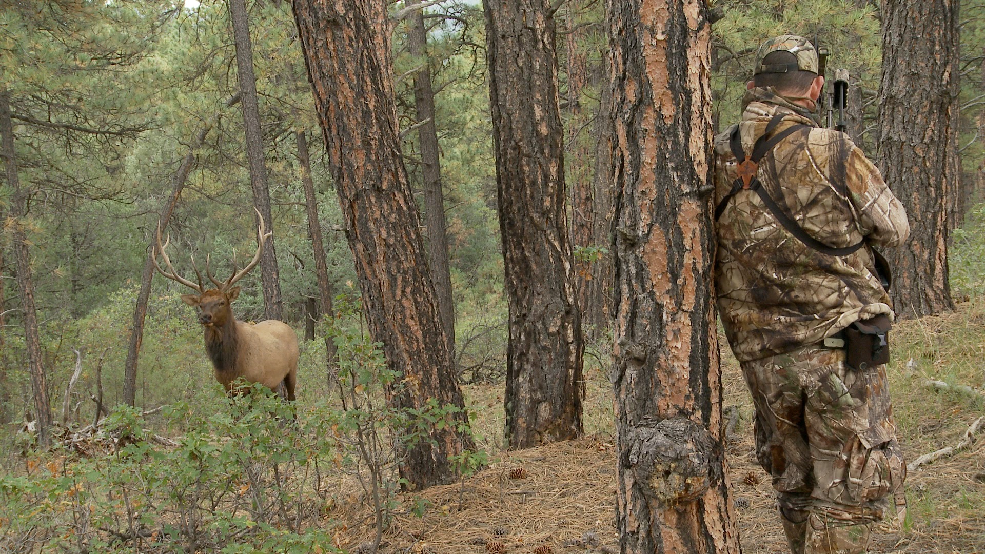 Quartering To Shot On Elk