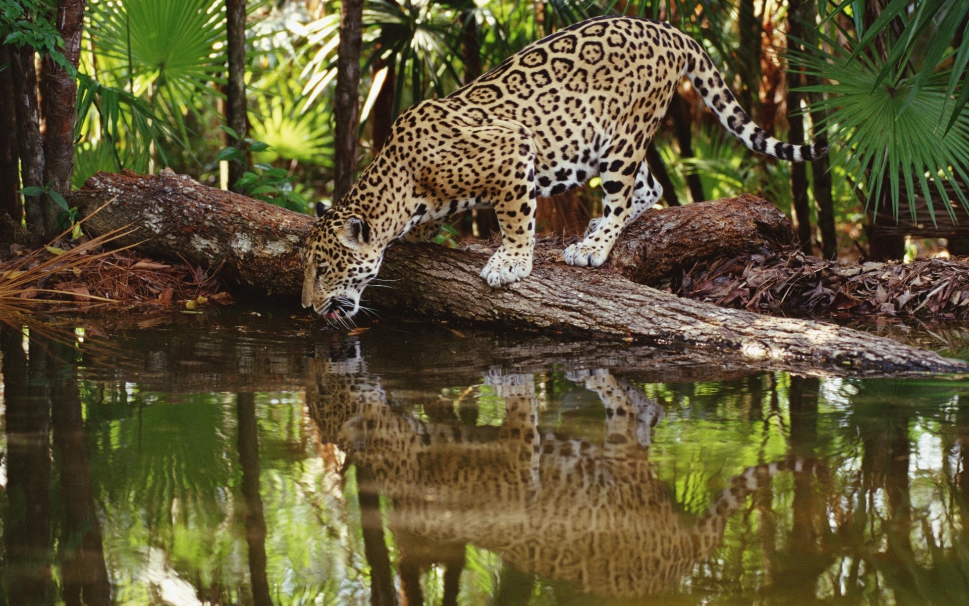 Wild Cat Leopard Drinking Water In Jungle HD Wallpaper