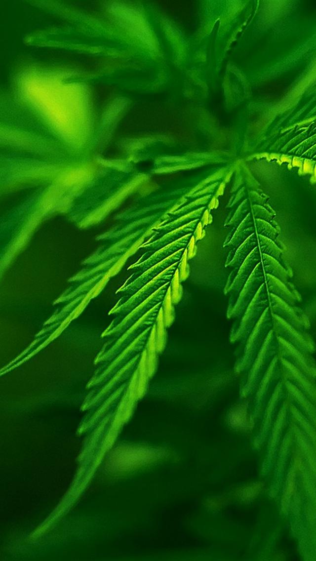 High Res Cannabis iPhone Background