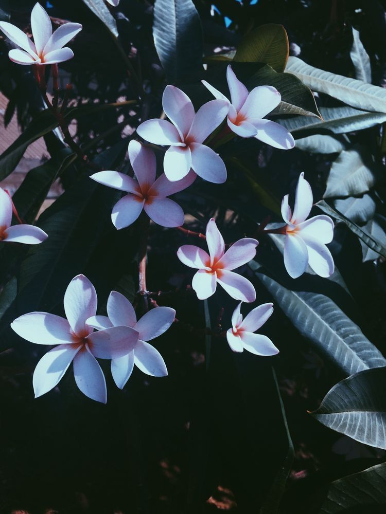 Laptop Backgrounds Aesthetic Flowers Yellow Aesthetic