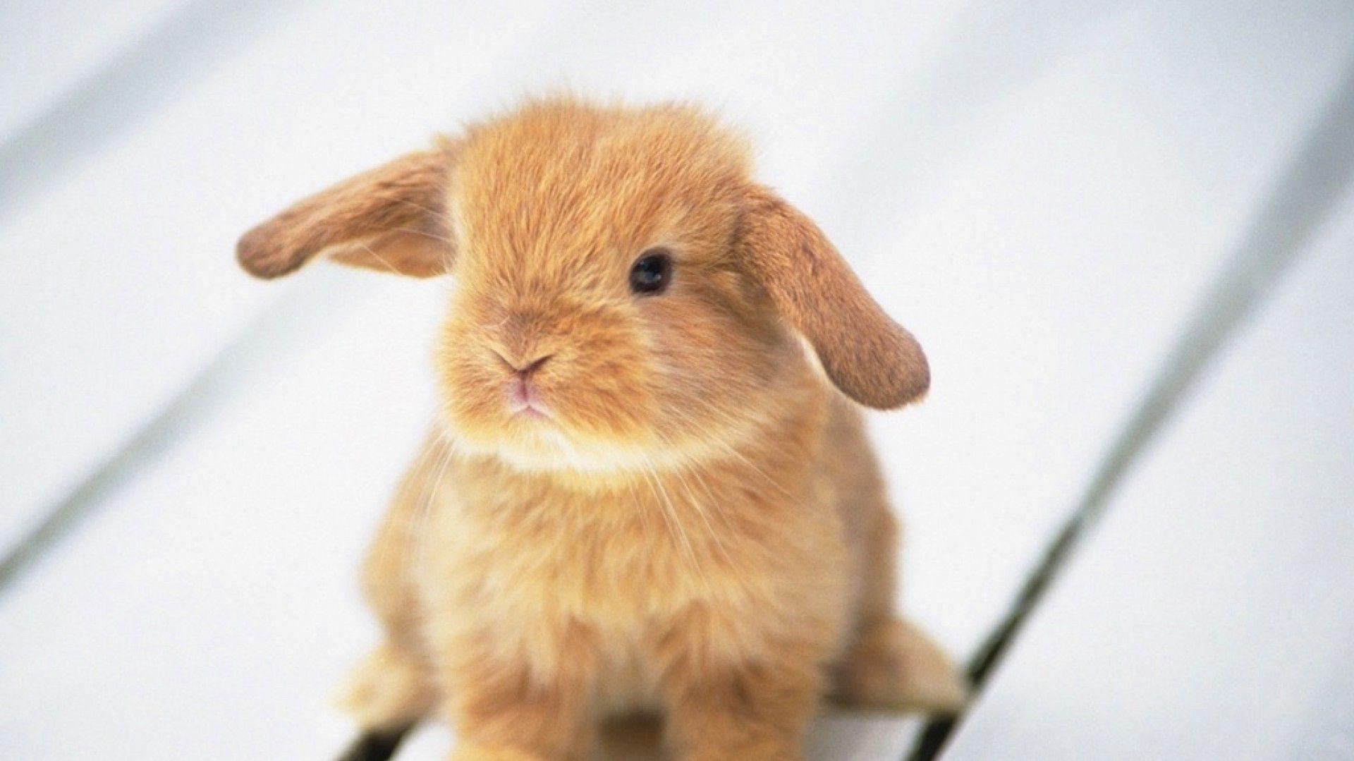 Easter Wallpaper Bunny Bunnies Cute Px