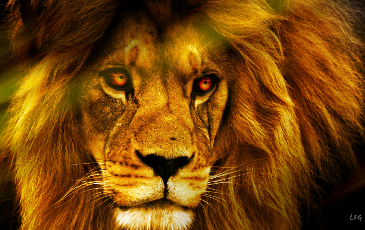 Photos Wildlife Animals Pictures African Lion Lions Picture