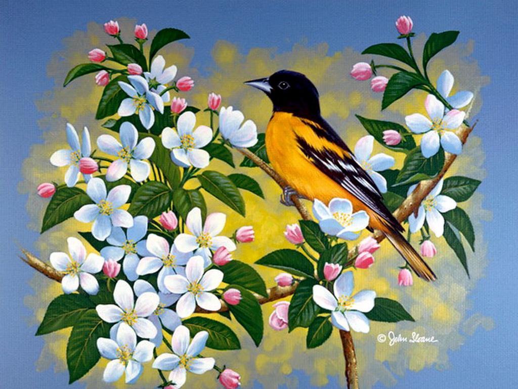 Spring Bird Wallpaper HD Pw