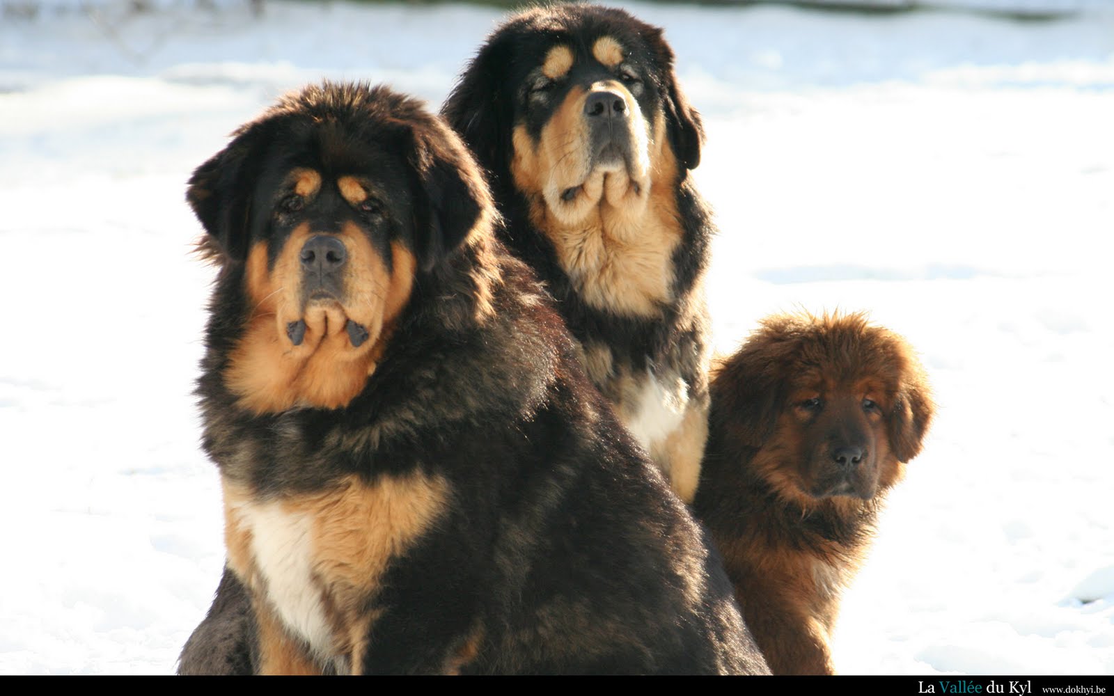 Tibetan Mastiff Dog