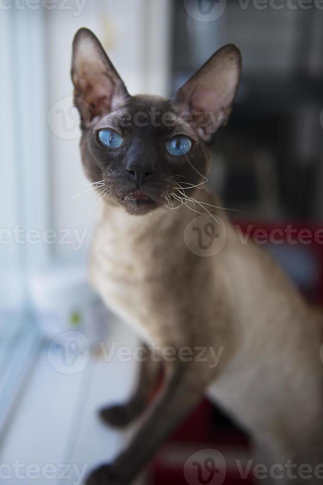 Sphynx Cat Window Background Devon Rex Stock Photo