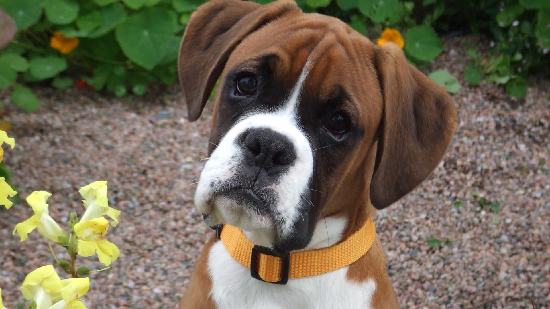 Boxer Dog HD Wallpaper Image Pictures