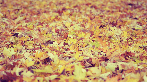 Autumn Background Google Search We Heart It
