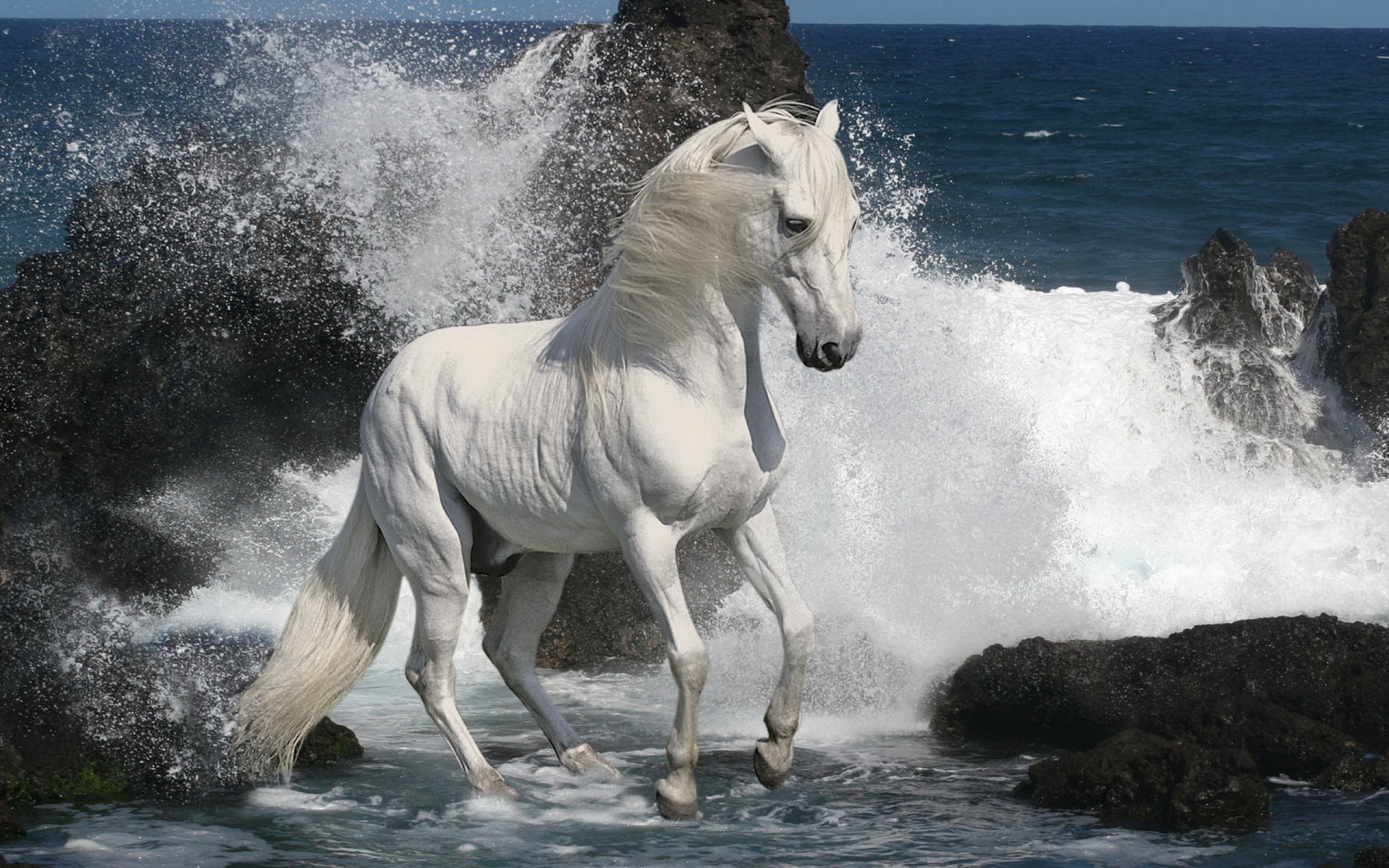 White Horse On The Beach Wallpaper Nature
