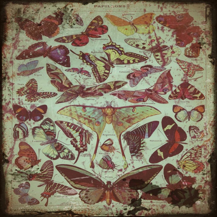 Vintage Butterfly Texture by kade6767 on
