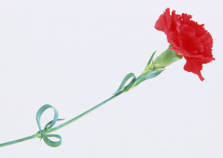 Flower Wallpaper Red Carnation For