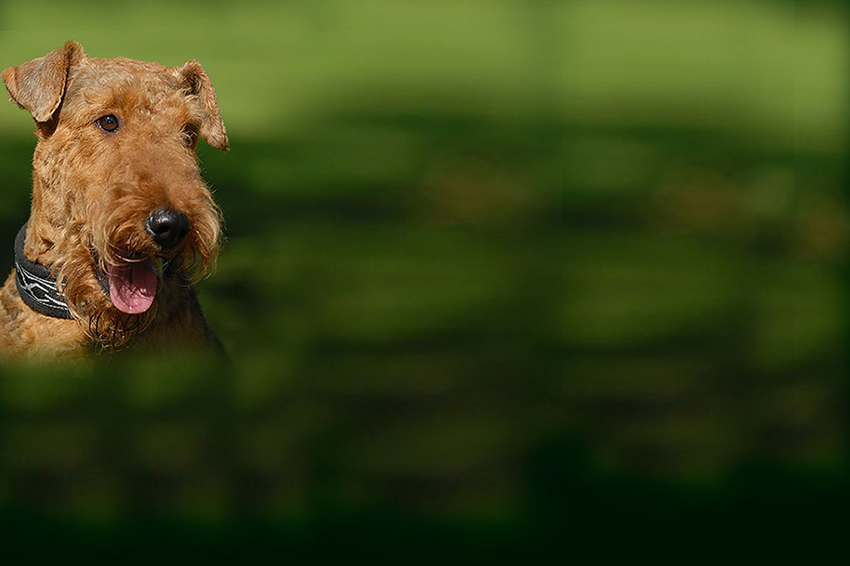 Green Airedale Terrier Photo And Wallpaper Beautiful