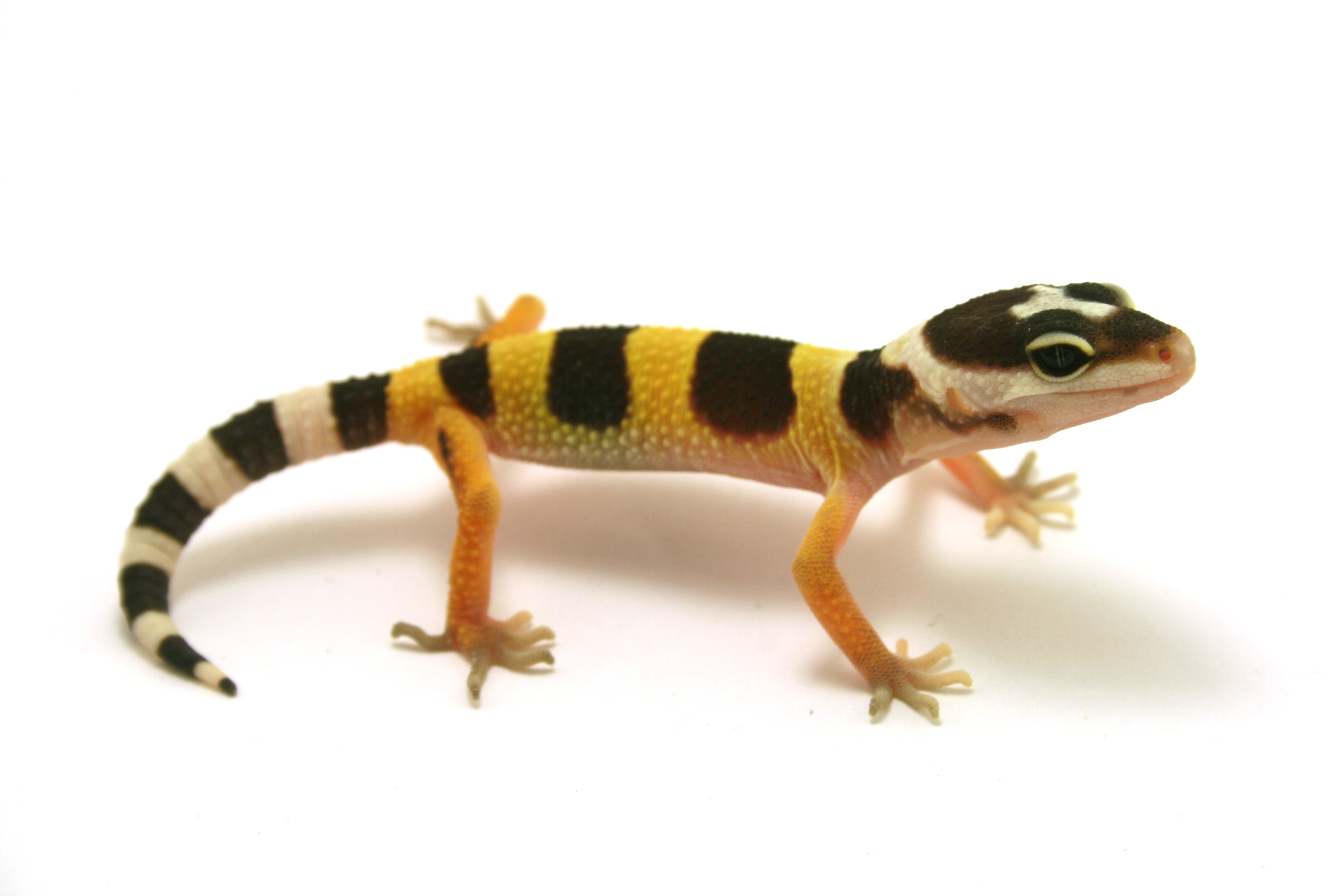 File Juvenile Leopard Gecko Jpg Wikimedia Mons