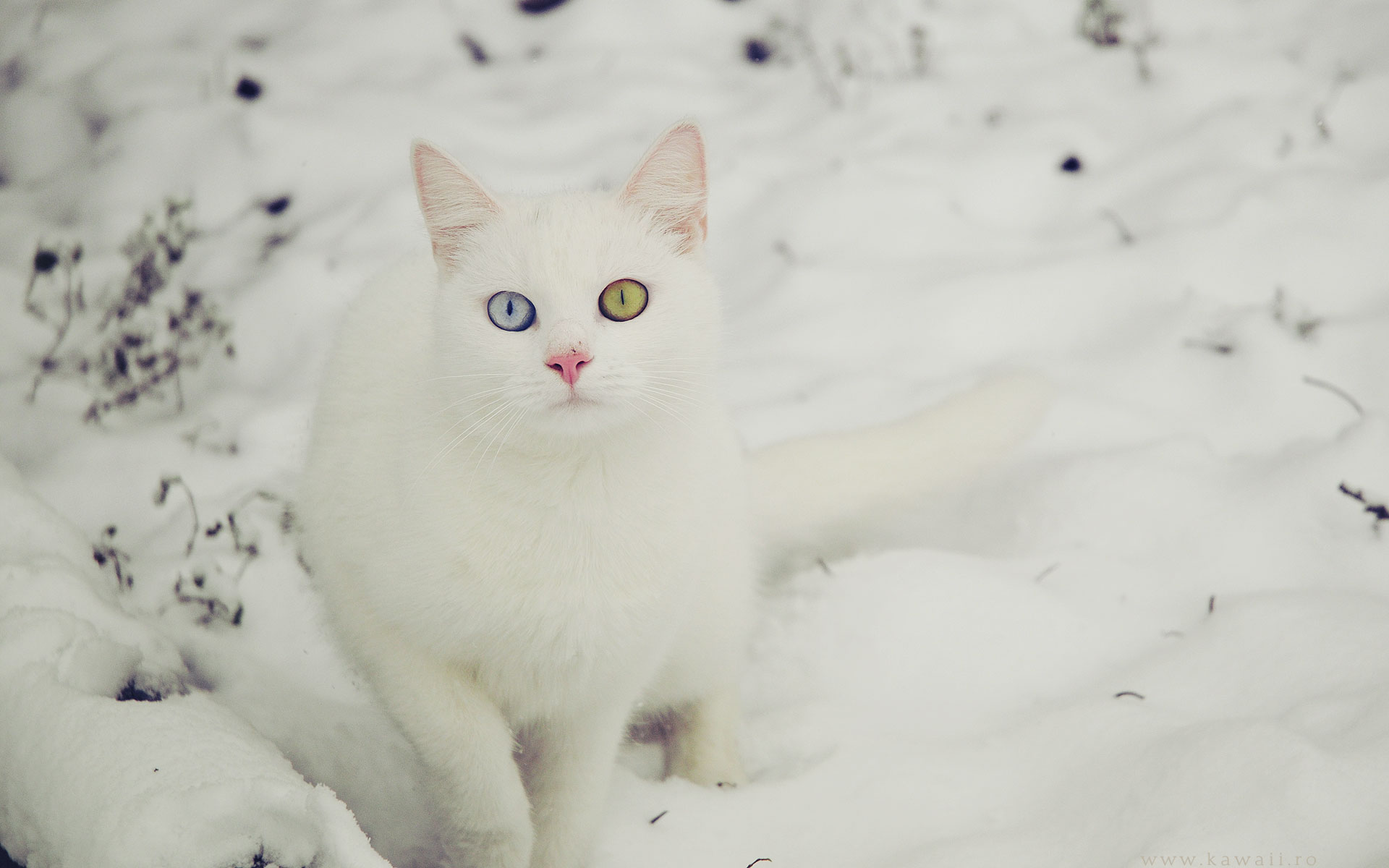 Wallpaper White Cat In Snow