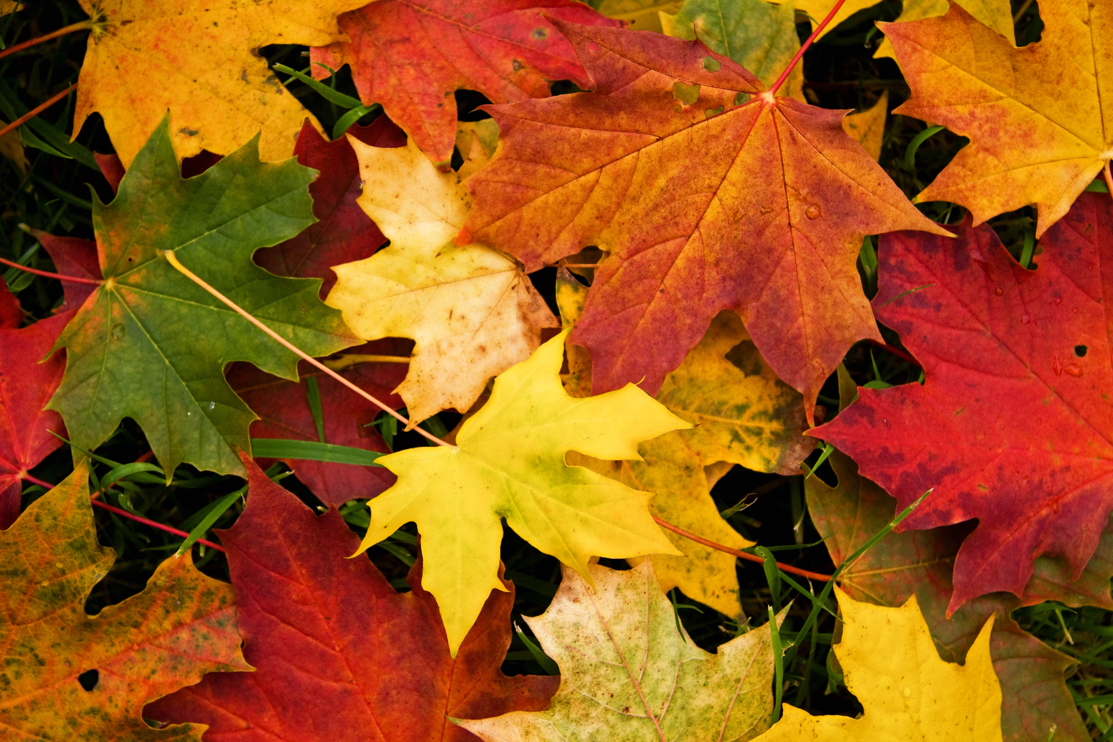 Fall Leaves Widescreen Background Wallpapers 3917