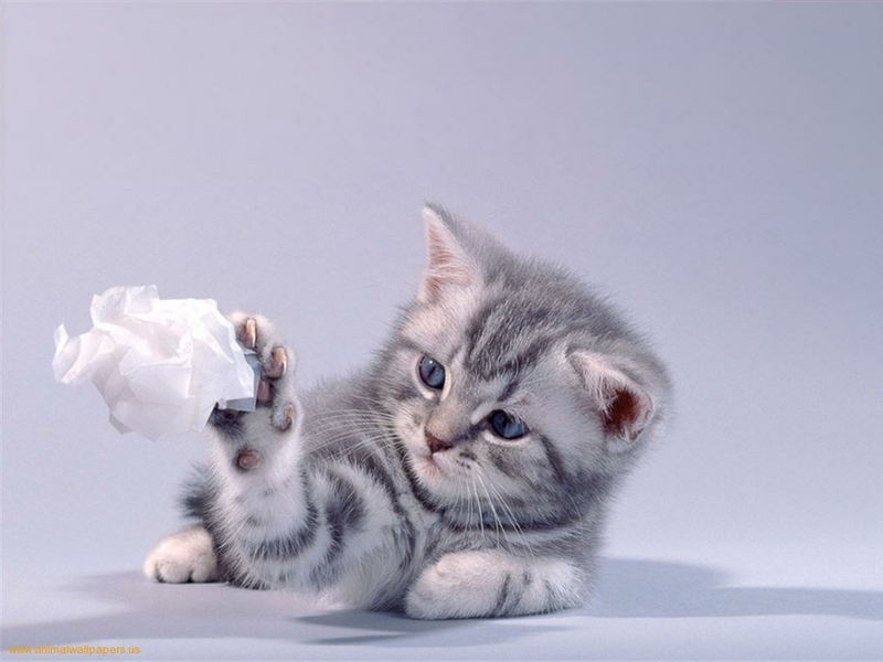 cat cute Cat play with paper Animals Cats HD Desktop Wallpaper