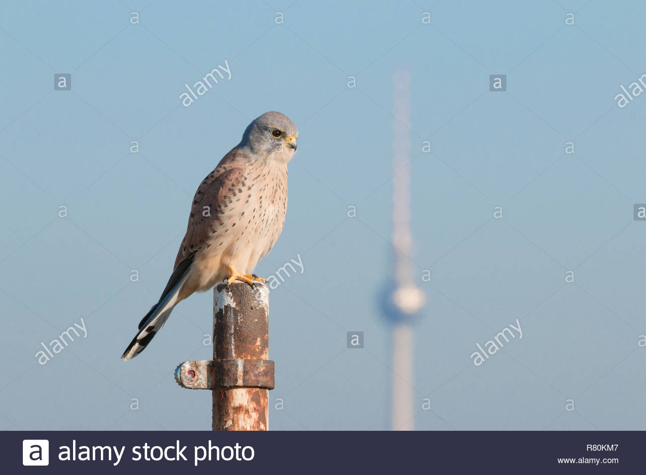 Mon Kestrel Falco Tinnunculus Male Standing On A Post With