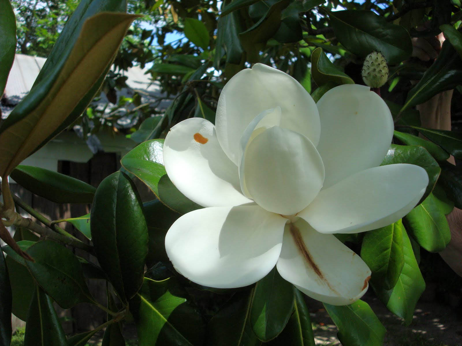 Wallpaper Magnolia Blossom