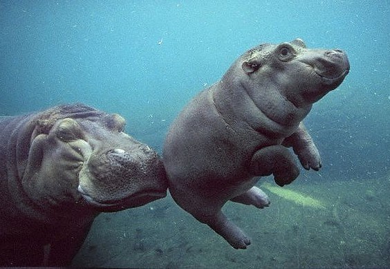 Hippo Baby Wallpaper