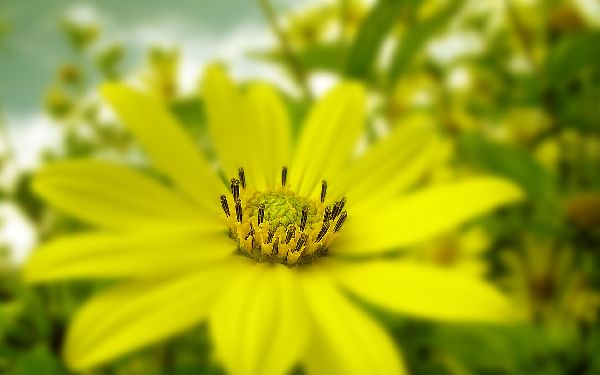 Seductive Floral Photography Wallpaper Plant Desktop Background