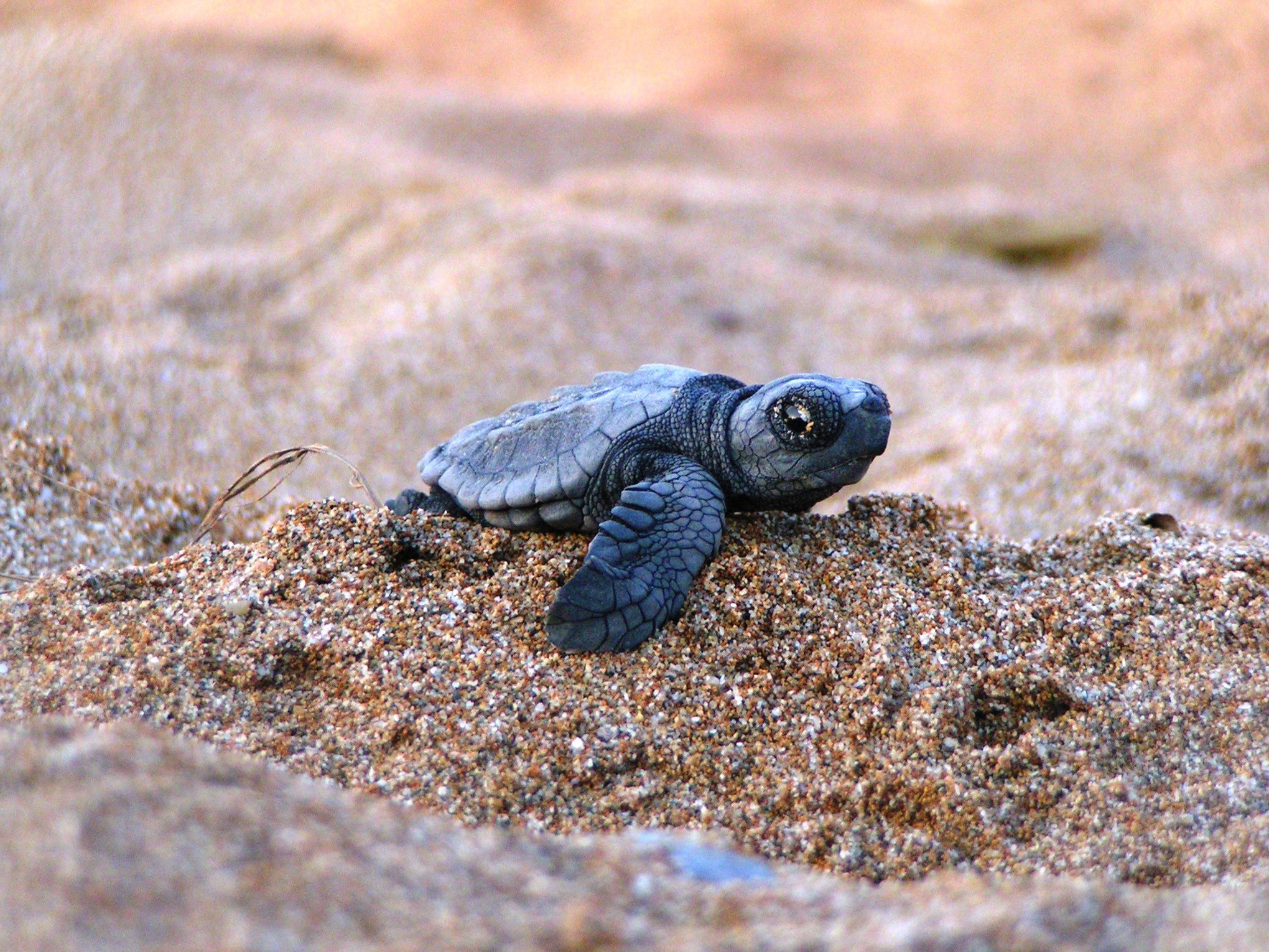 Cute Turtle Wallpaper