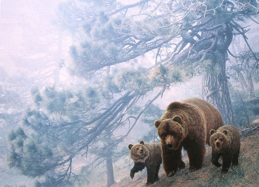Grizzly Wallpaper