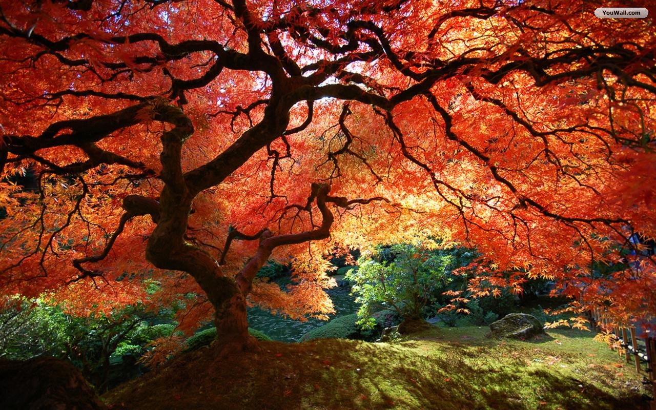 Autumn Tree Wallpaper Resolutions More