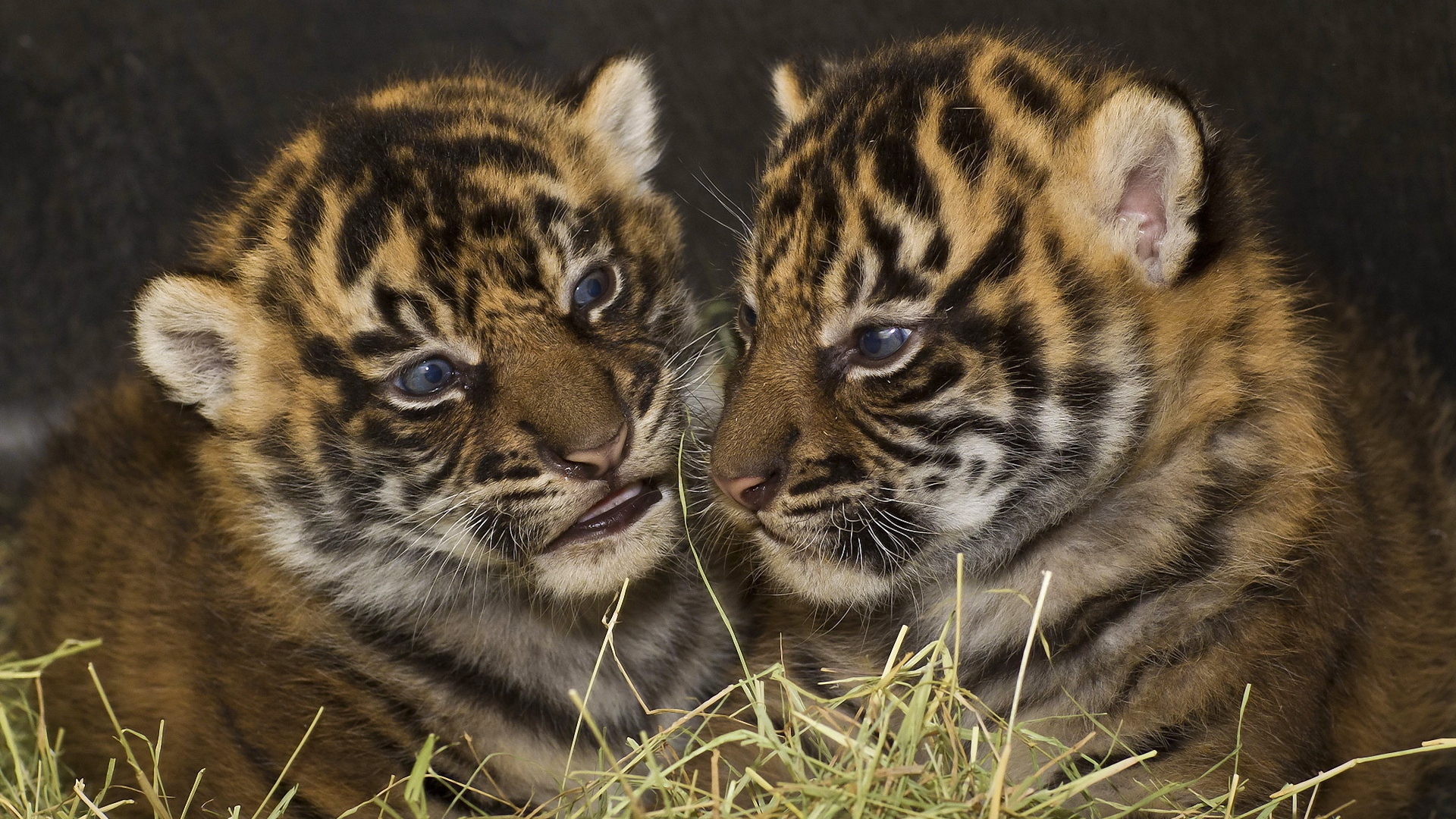  Tigers Cubs Couple Down Big cats Wallpaper Background Full HD 1920x1080