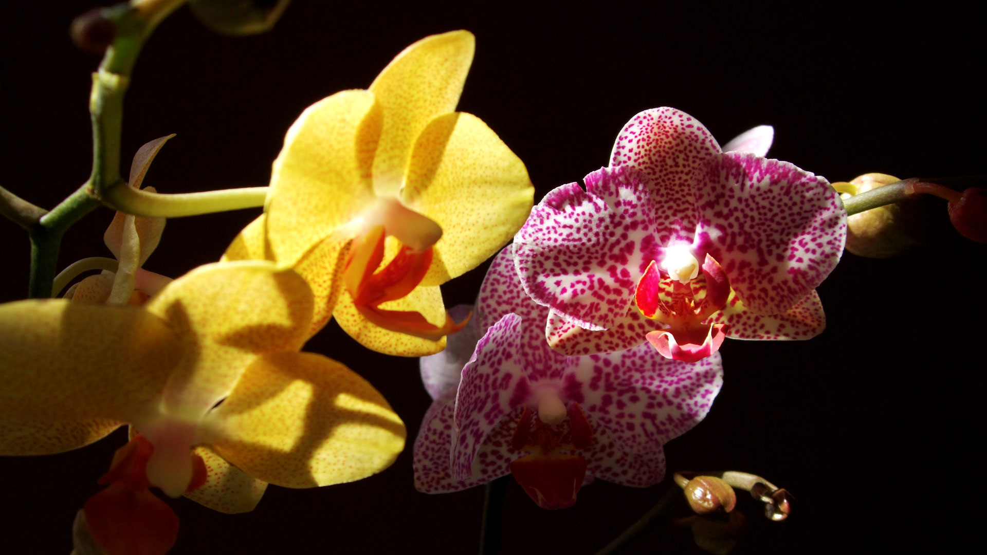 Orchids Pictures Flowers Wallpaper Scenic Image Desktop