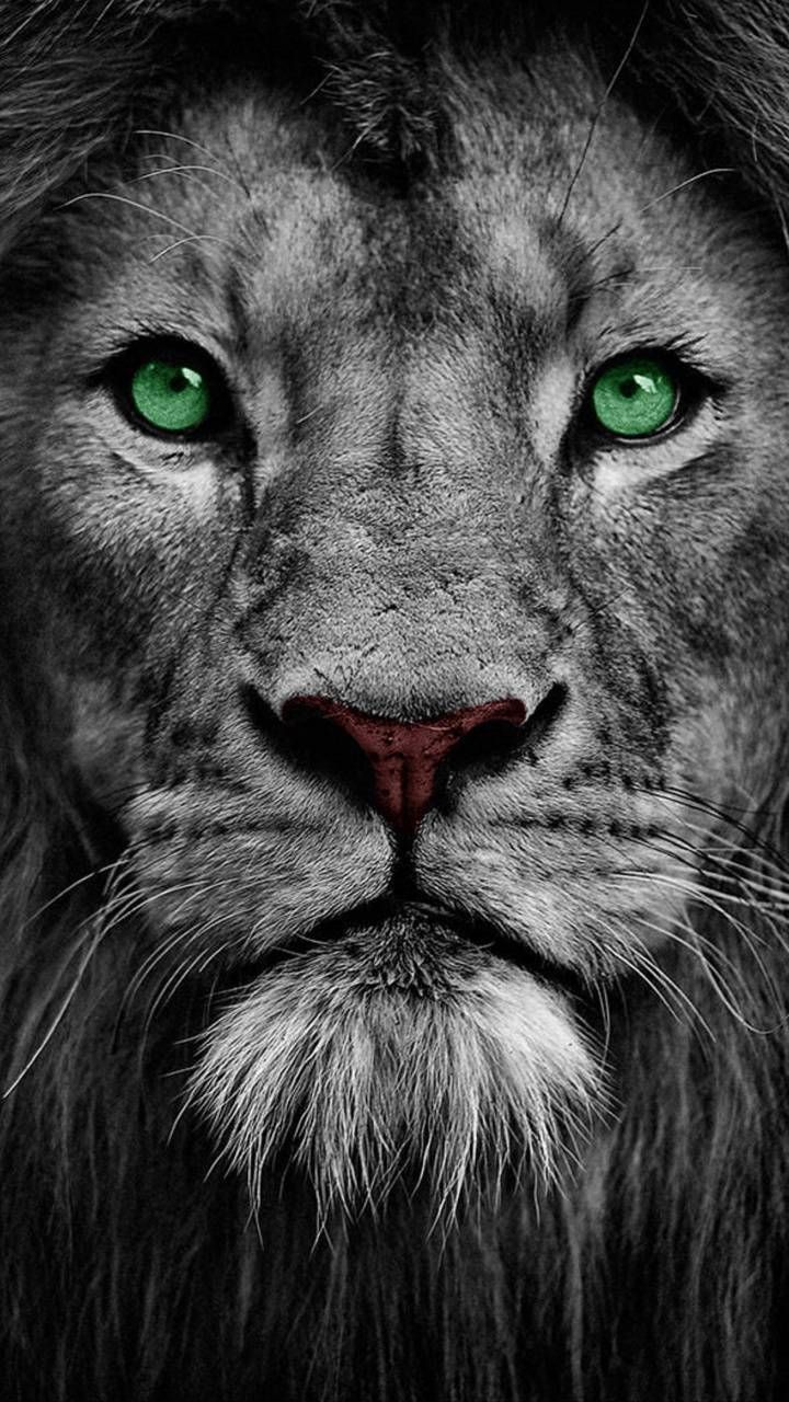 Jeff Stam On Animal Lion Eyes Wallpaper