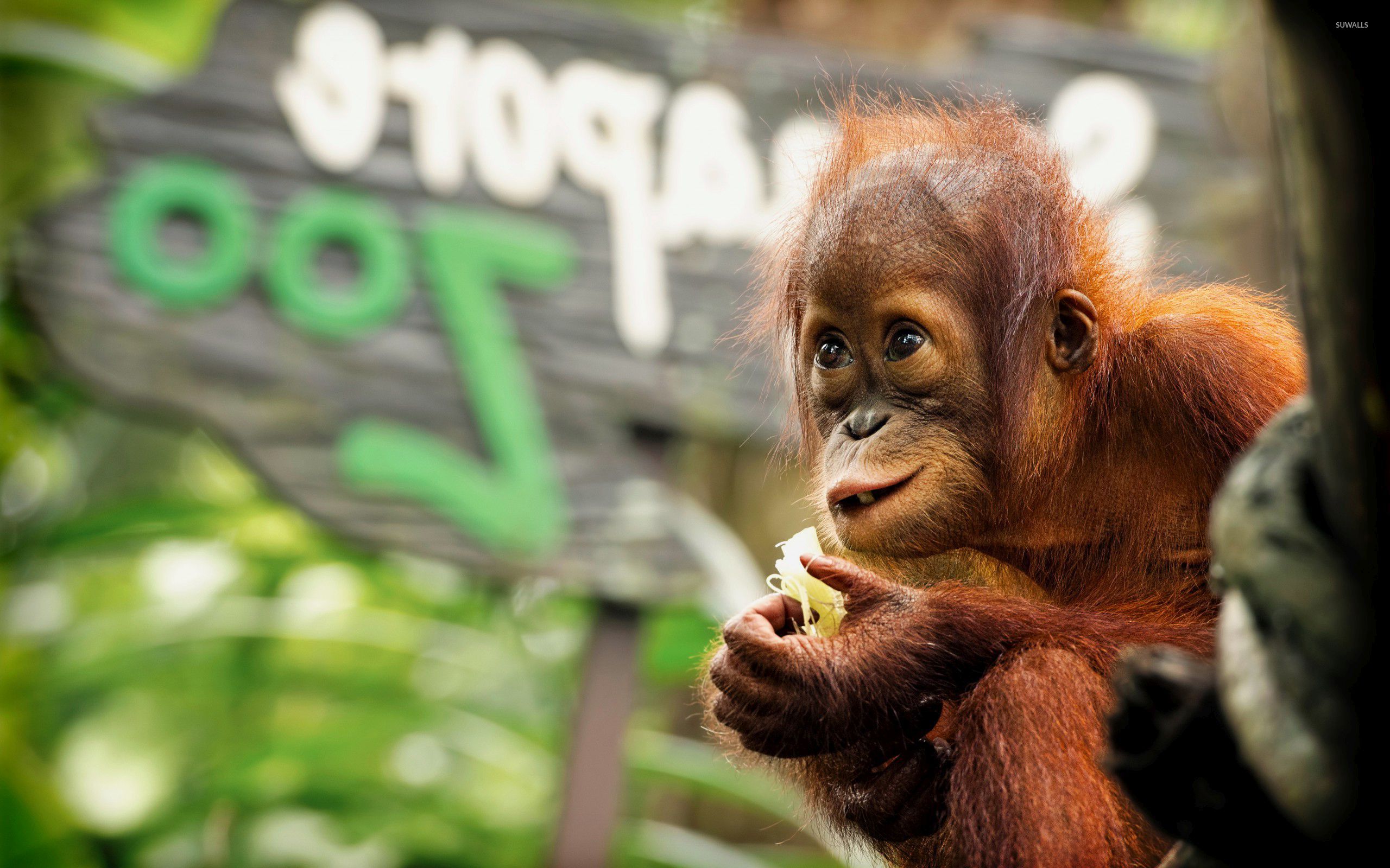Baby Orangutan Wallpaper Animal