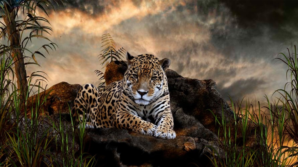 Wild Cat Leopard Tiger Desktop HD Wallpaper Search More