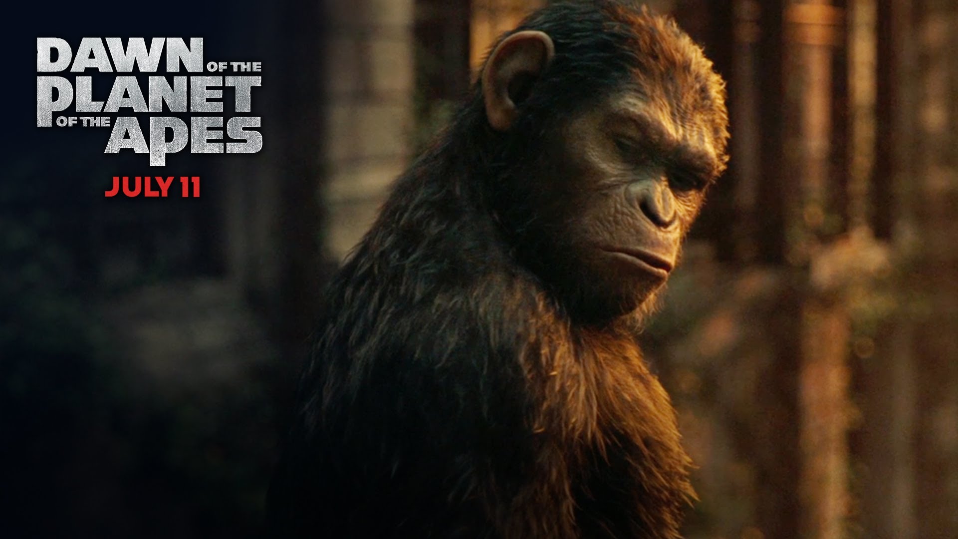 dawn of the planet of the apes caesar wallpaper