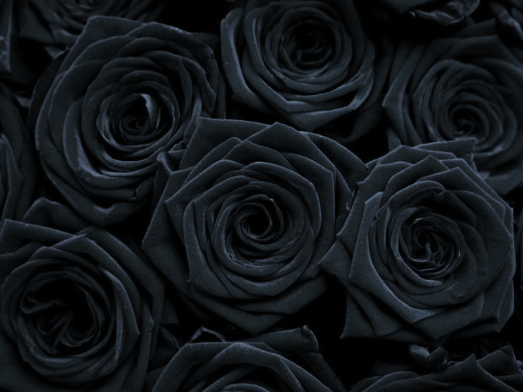 Gothic Roses Wallpaper - WallpaperSafari