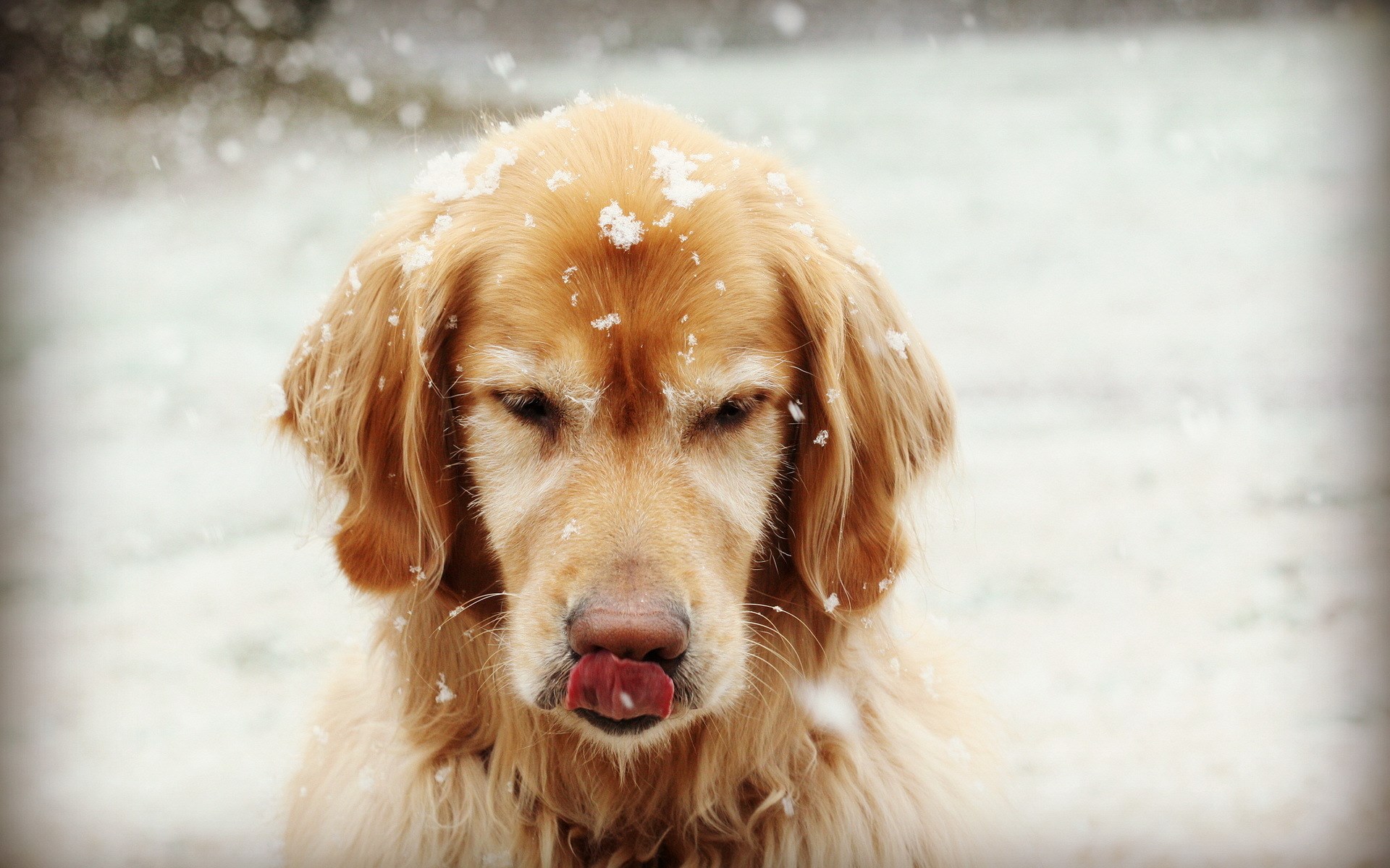 Dogs Snow Wallpaper High Definition Quality
