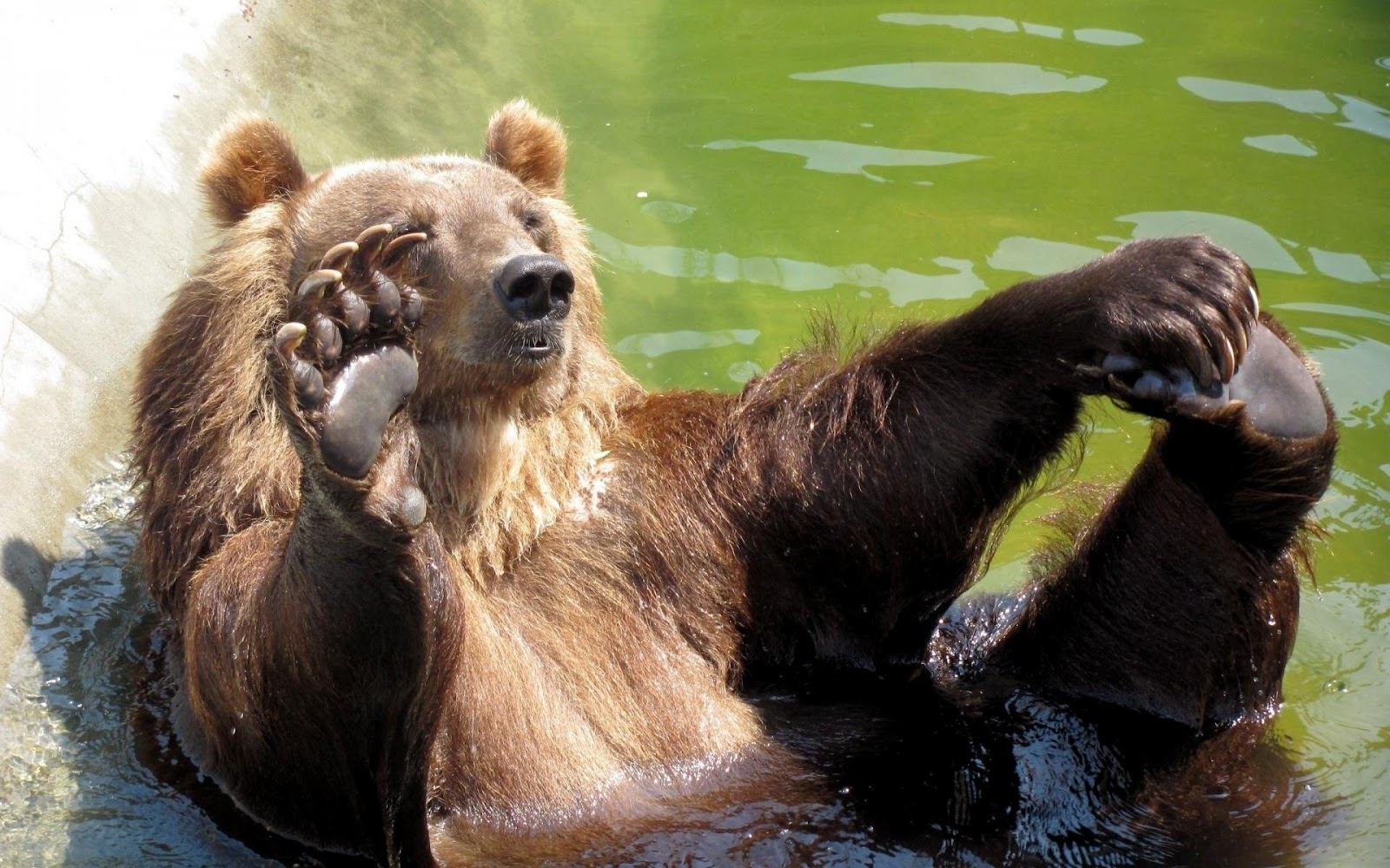 Funny Grizzly Bear Full HD Desktop Wallpaper 1080p
