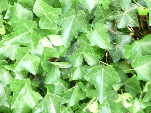 Hedera Helix English Ivy Pc Android iPhone And iPad Wallpaper