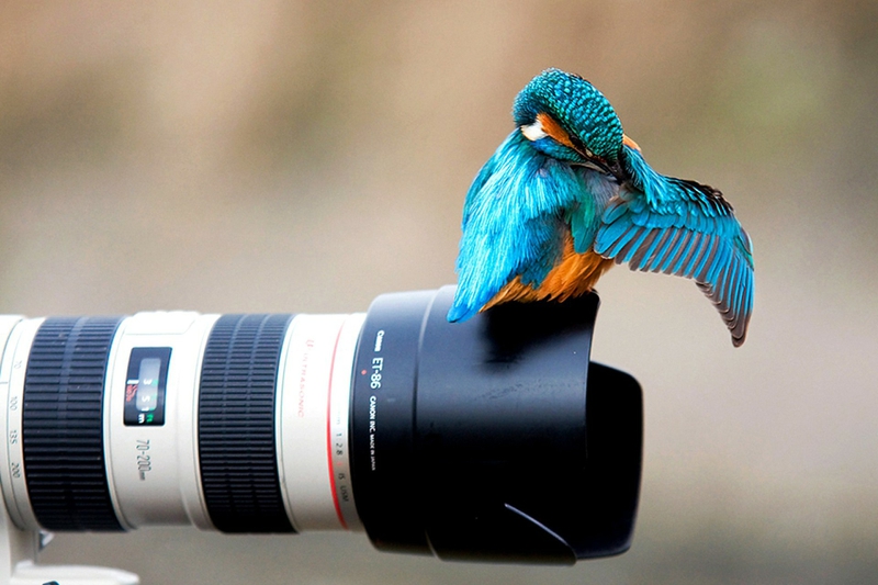Kingfisher Wallpaper Animals Birds HD Desktop