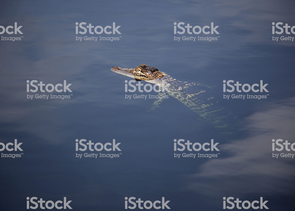 Young Aligator Chilling On The Lake A Nature Background Stock
