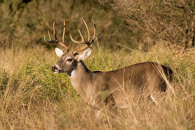 10 Biggest Deer Harvested in Texas   Wide Open Spaces