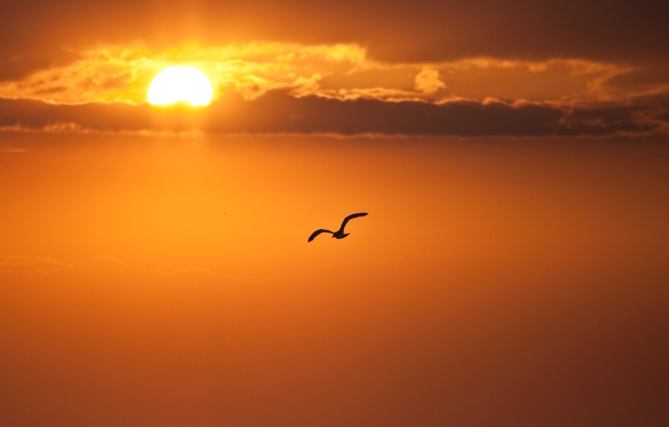 Wallpaper The Sun Clouds Sunset Bird Silhouette Image For